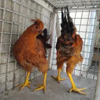 دوعددجوجه  مرغ و خروس کاکُلی خوشگل