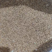 گندم بذری مهرگان