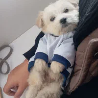 واگذاری شیتزو تریر