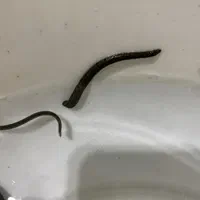 زالو طبی بهداشتی پرورشی