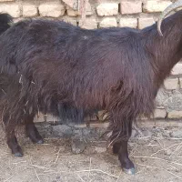 بز چاق مناسب کشتار