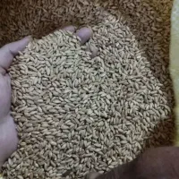 فروش فوری گندم تخم
