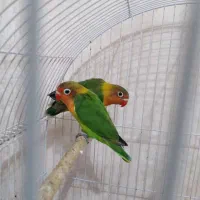 طوطی برزیلی ۲ماهه