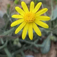 باشگاه زبان انگلیسی