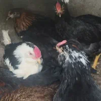 نیمچه گلین و بلک استار
