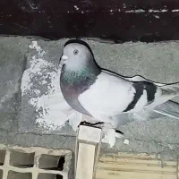سبزوسوسنی جهت معاوضه