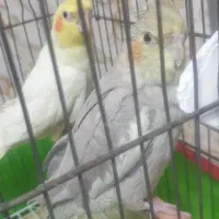 عروس هلندی جفت