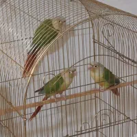 طوطی گرینچیک