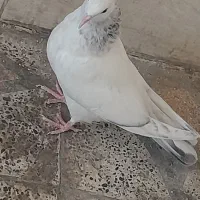 کبوتر جوجه کوهی نر|پرنده|رامهرمز, |دیوار