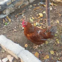 مرغ گلپایگانی