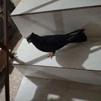 کبوتر|پرنده|خرمشهر, |دیوار