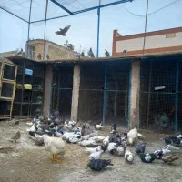 دورگ و رنگی. پلاکی