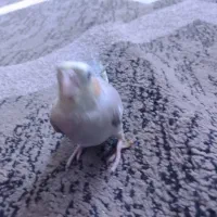 عروس هلندی|پرنده|بندرعباس, |دیوار