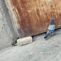 کبوتر نر