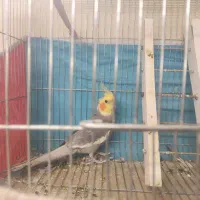 جفت عروس هلندی|پرنده|صوفیان, |دیوار