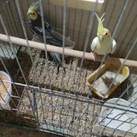 عروس هلندی جفت|پرنده|اردکان, |دیوار