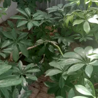 گلهای زیباو سرحال،همه نوع گل موجود است.