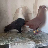 چند تا کفتر صید رنگه و المانی معاوضه هم دارم