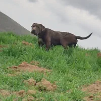 سگ پیت بول نر