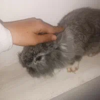 خرگوش طوسی پشمالو