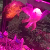 ماهی اسکار|ماهی|اهر, |دیوار