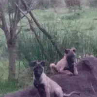 توله سگ مانیلویز|سگ|رشت, قاسمیه|دیوار