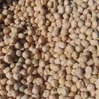 نخود درجه یک کرمانشاه زودپز