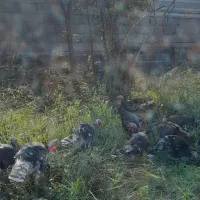 فروش بوقلمون محلی کیلویی ۳۰۰۰۰۰ تومان|حیوانات مزرعه|چاف و چمخاله, |دیوار