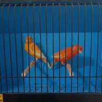 قناری ردفکتور