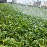 قرارداد کشت نشا صیفی‌جات صرفه اقتصادی و خیال راحت