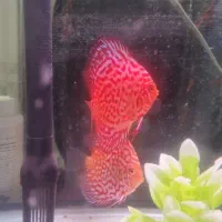 اکواریوم شرکتی 60 سانتی به همراه دیسکس