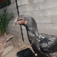 مرغ|حیوانات مزرعه|میناب, |دیوار