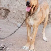 ماده ساری|سگ|ترکمانچای, |دیوار