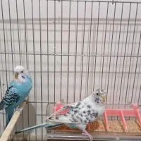 مرغ عشق مولد