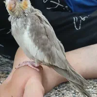 عروس هلندی گمشده اگر کسی پیدا کرد تماس بگیرد