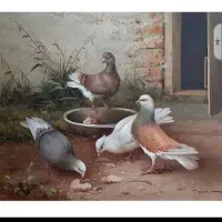 کبوتر گم شده