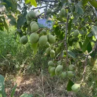 گردوی جمال تولید مخصوص نهال رجبی