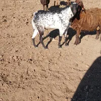 (صلاله) بز نر|حیوانات مزرعه|دینور, |دیوار