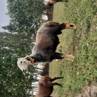 قوچ