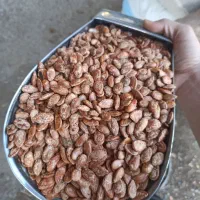 عرضه انواع تخمه ژاپنی و کلاله