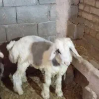 بره نر