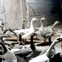 غاز|حیوانات مزرعه|پره‌سر, |دیوار