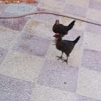 فروش سه عدد جوجه محلی سه ماهه