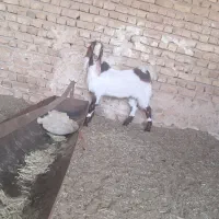 بزغاله نر|حیوانات مزرعه|تربت جام, معدآباد|دیوار