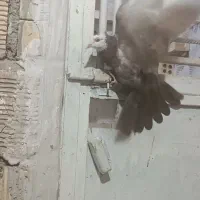 کبوتر در خرمشهر