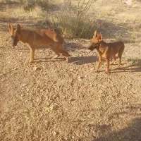 فروش سگ|سگ|شازند, |دیوار