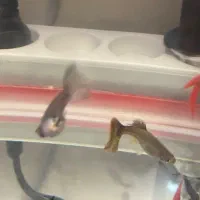 ماهی گپی ماده