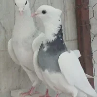 نرو ماده طوقی مهر