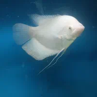 گرامی اسفرانوس آلبینو|ماهی|ارومیه, |دیوار