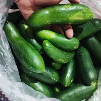 فروش خیار.خیارسبز درجه برگشتی ـ